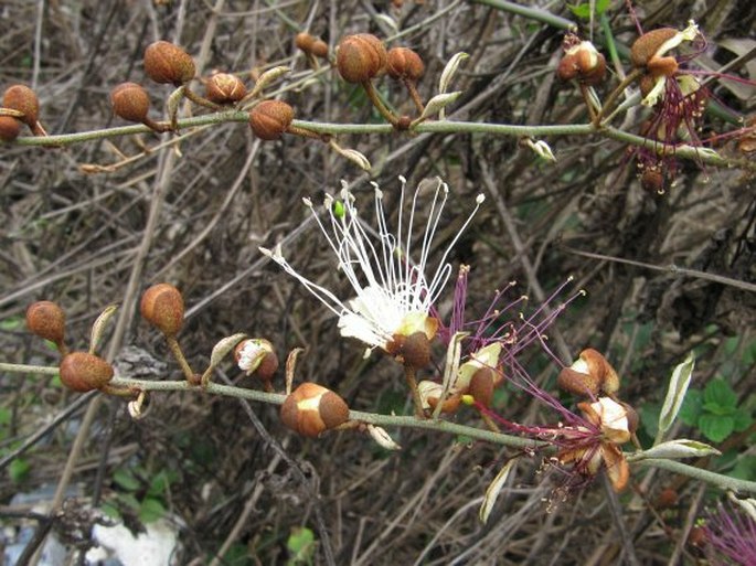 Capparis zeylanica