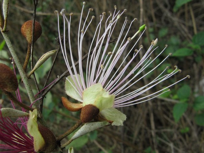 Capparis zeylanica