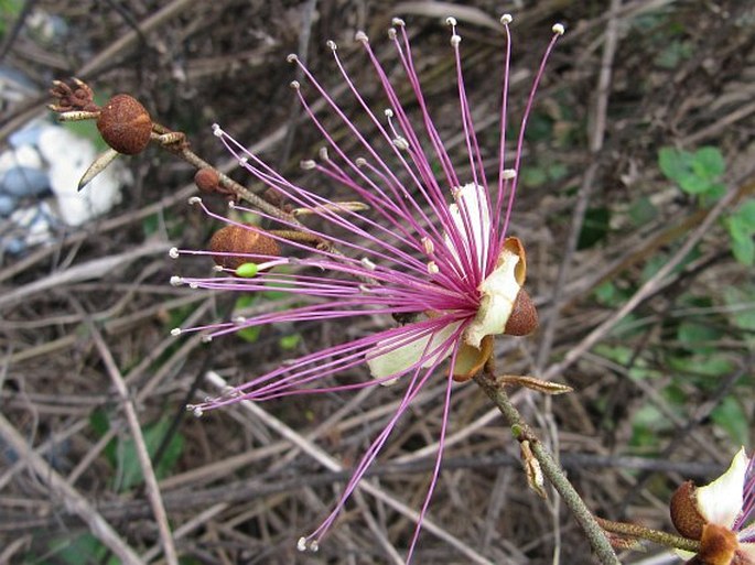 Capparis zeylanica