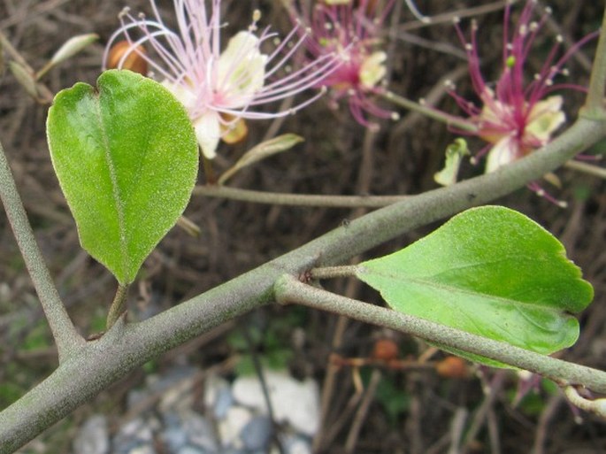 Capparis zeylanica