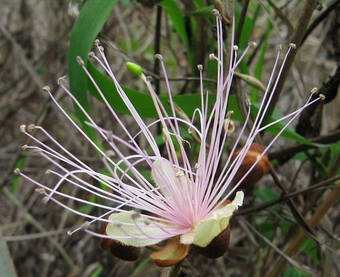 CAPPARIS ZEYLANICA L. - kapara