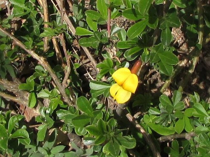 Caragana rosea