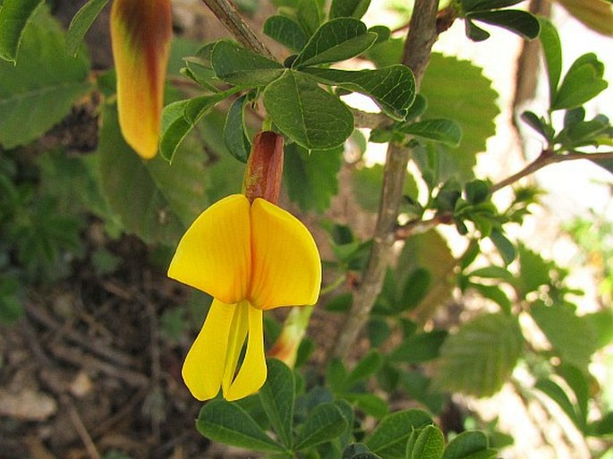 Caragana rosea