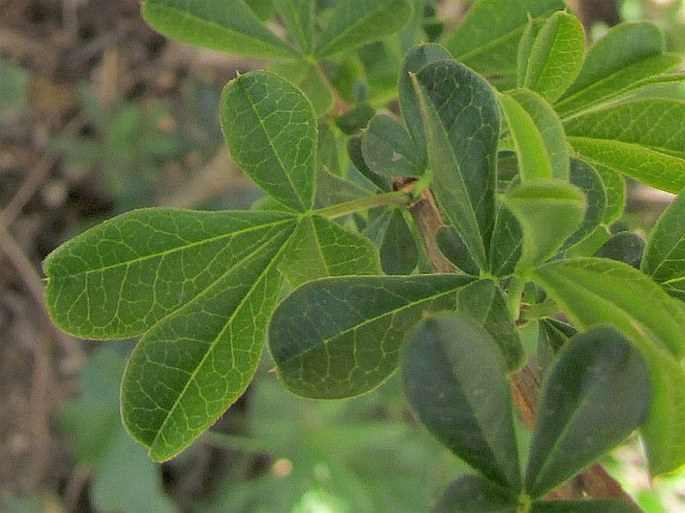 Caragana rosea