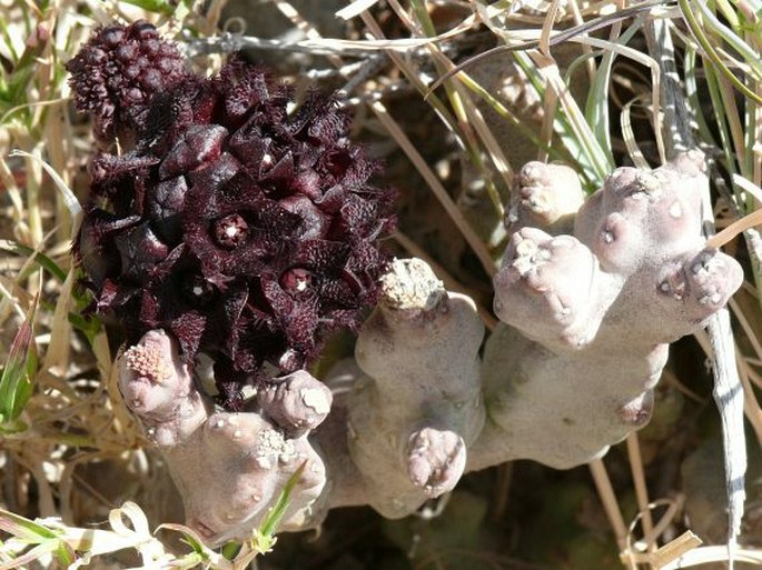 CARALLUMA ARABICA N. E. Br.