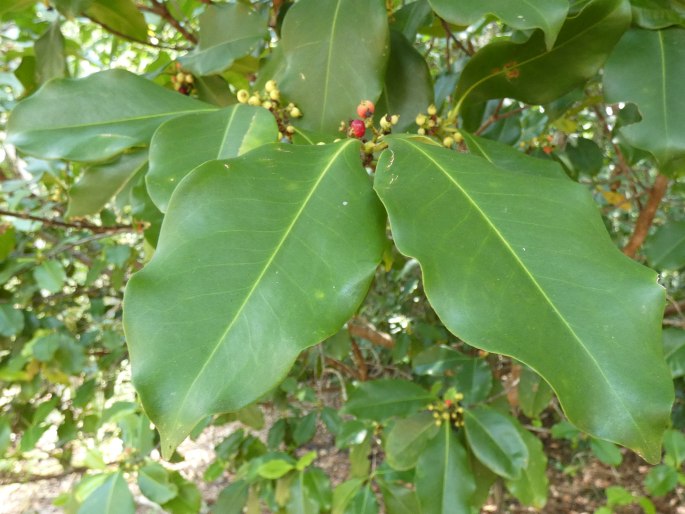 Carallia brachiata