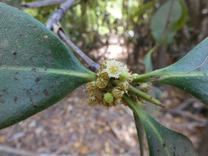 Carallia brachiata