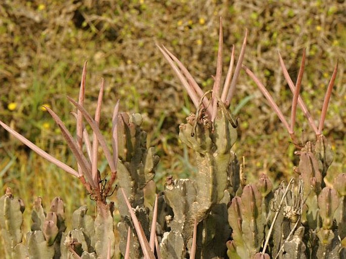 CARALLUMA FLAVA N. E. Br.