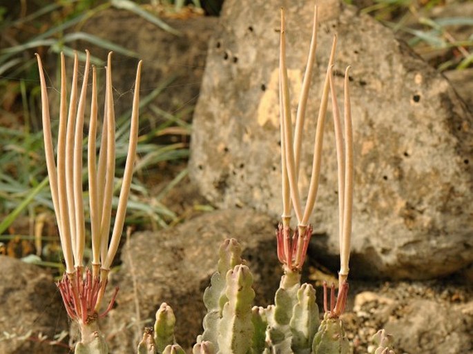 Caralluma flava