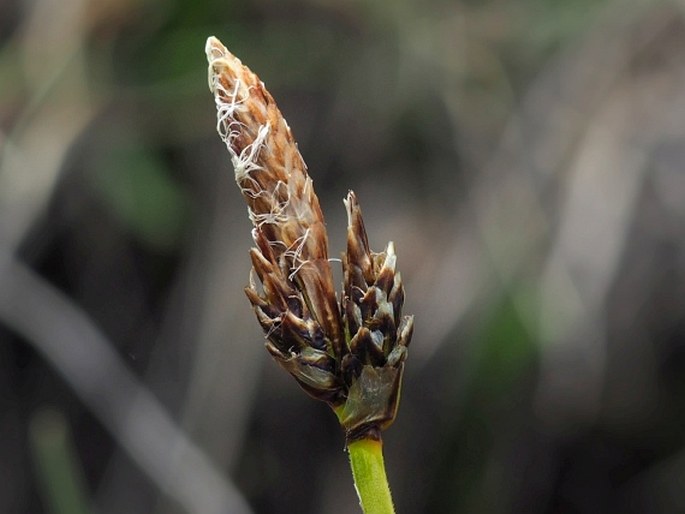 Carex approximata