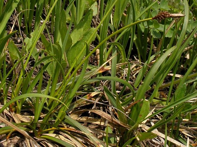 Carex approximata