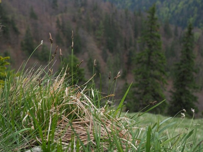 Carex approximata