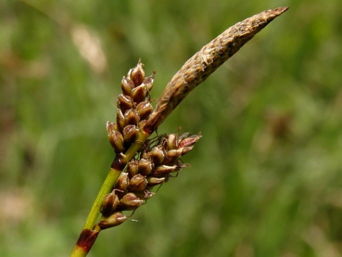 CAREX APPROXIMATA Bell. ex. All. – ostřice / ostrica hruboklásková