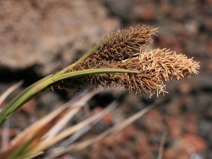 Carex borbonica