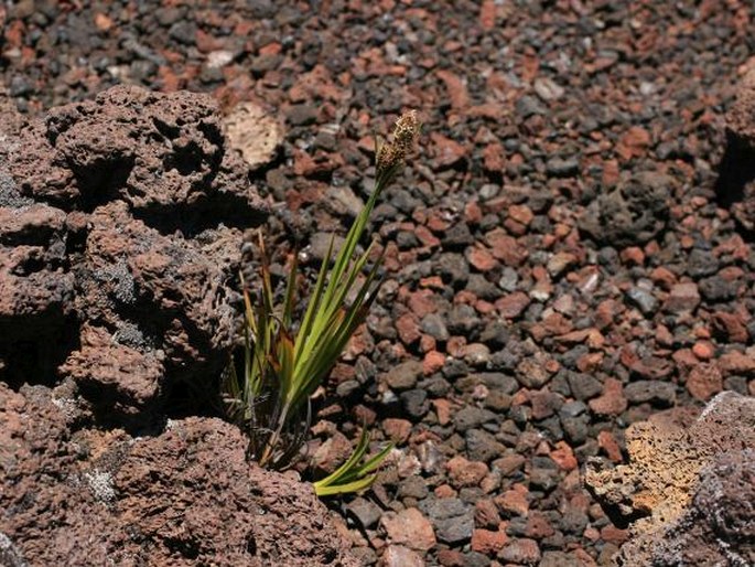 Carex borbonica