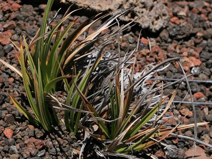 Carex borbonica