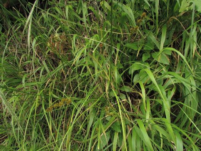 Carex canariensis