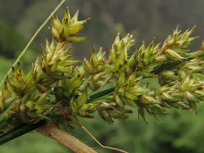 Carex canariensis