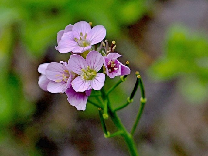 CARDAMINE ACRIS Griseb. – řeřišnice / žerušnica