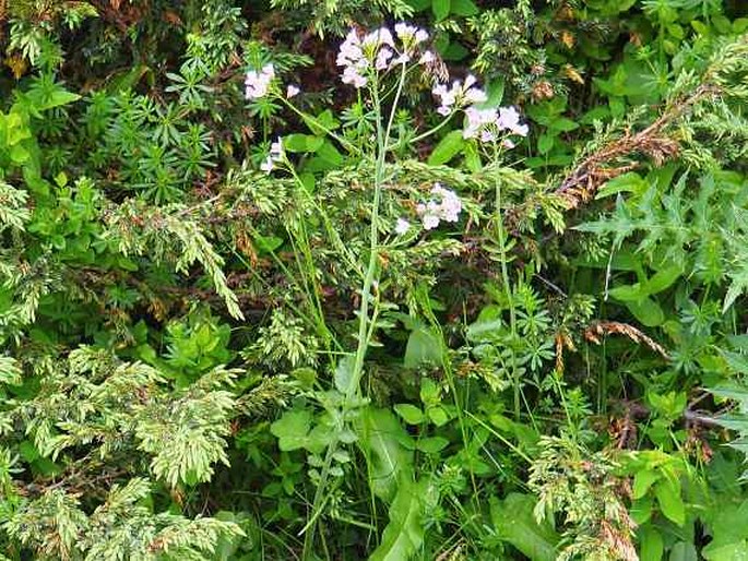 Cardamine acris