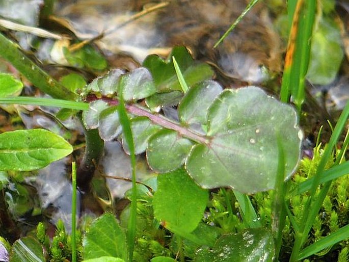 Cardamine acris