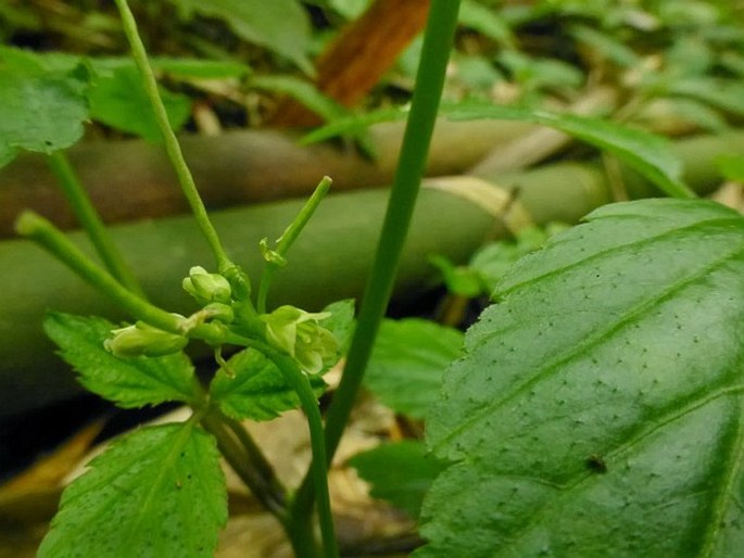 Cardamine africana