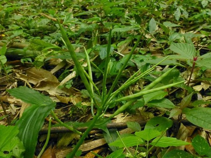 Cardamine africana