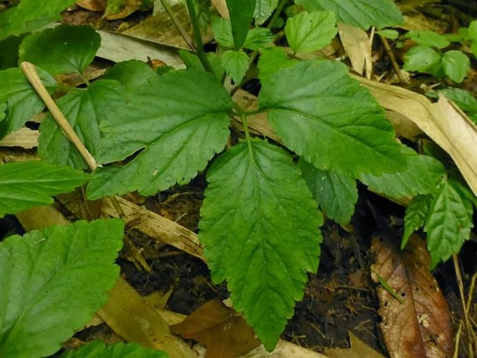 Cardamine africana