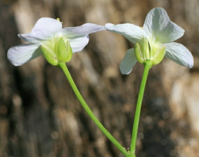 Cardamine dentata