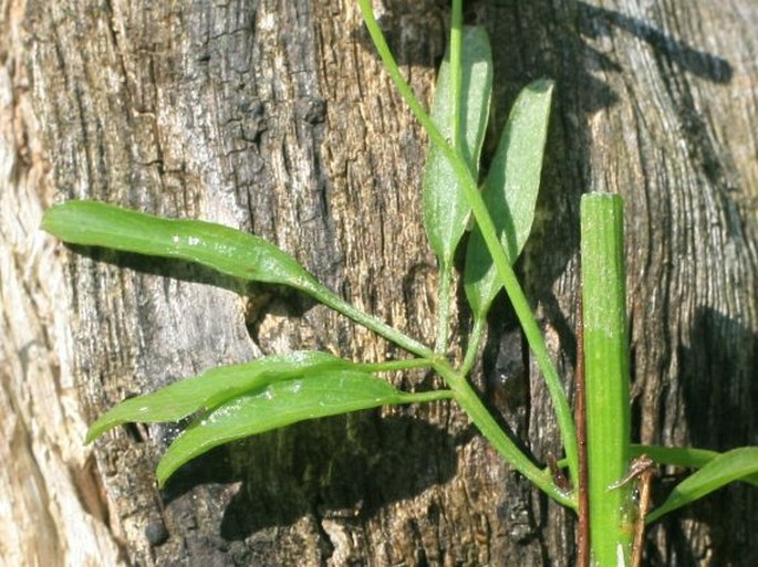 Cardamine dentata