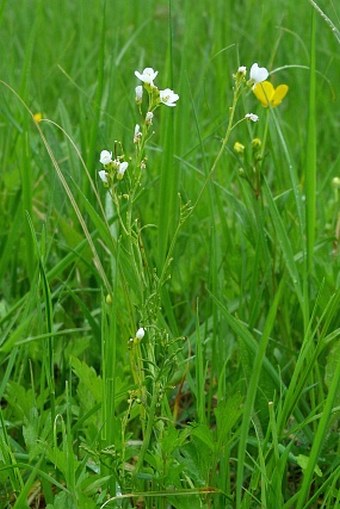 Cardamine matthioli