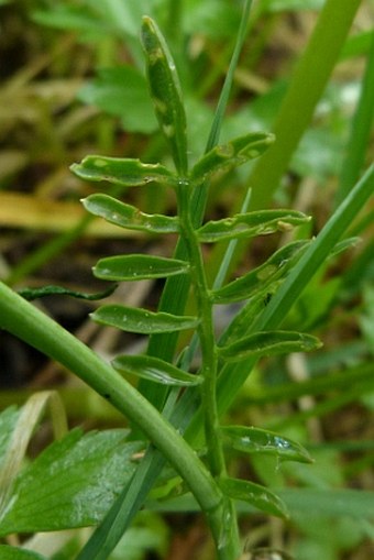 Cardamine matthioli