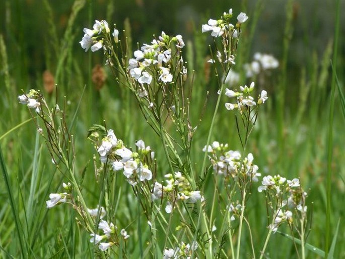 Cardamine matthioli