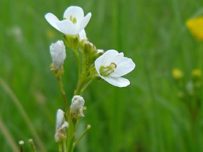 Cardamine matthioli