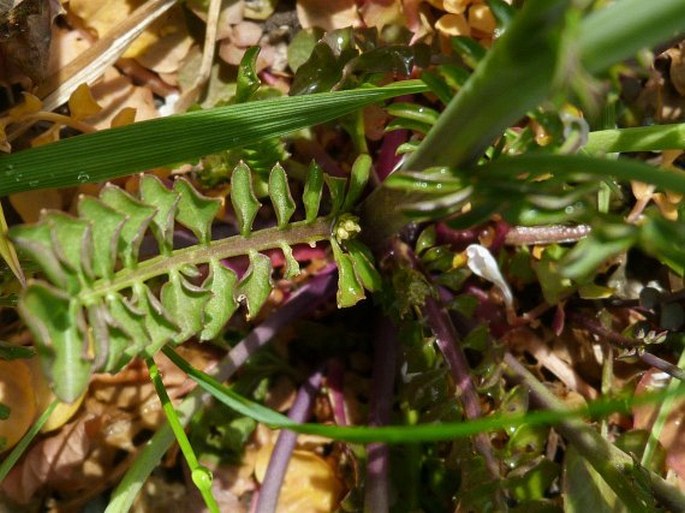 Cardamine matthioli