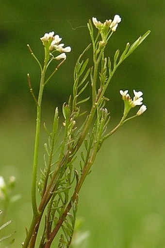 Cardamine parviflora