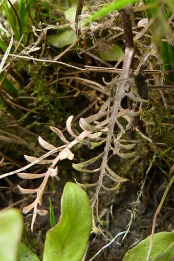 Cardamine parviflora