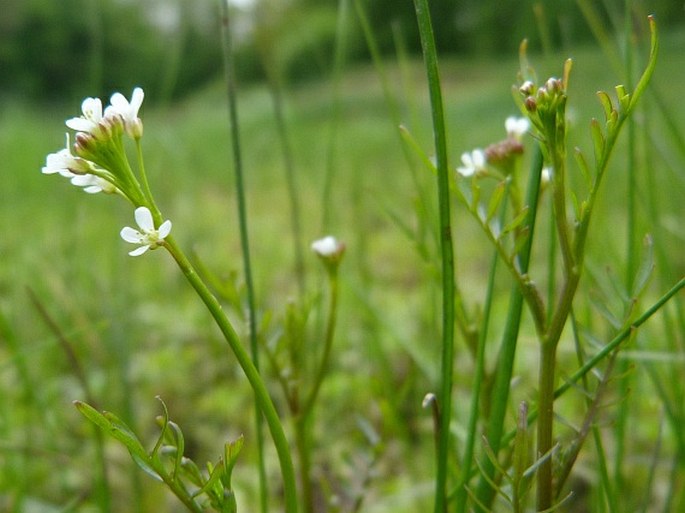 Cardamine parviflora