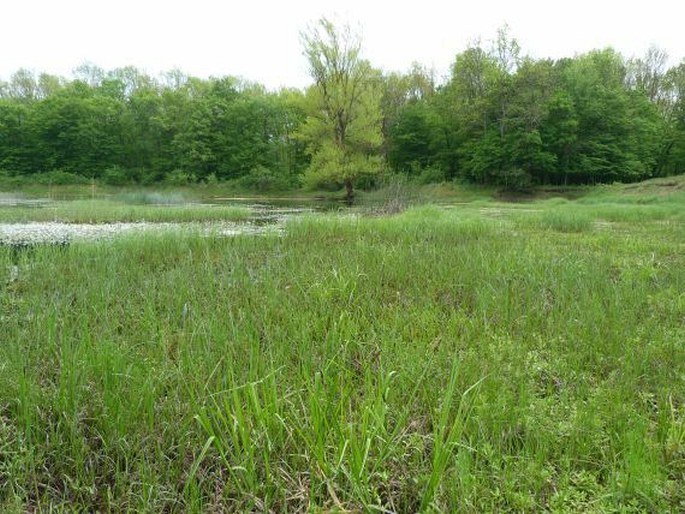 Cardamine parviflora