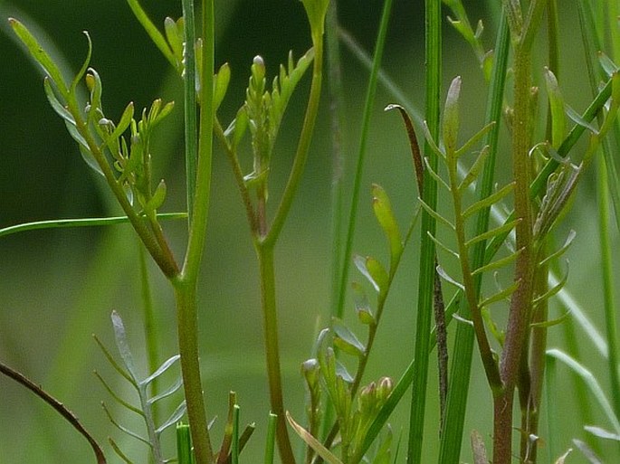 Cardamine parviflora