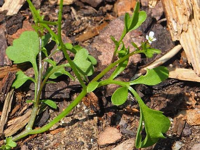 CARDAMINE OCCULTA Hornem. – řeřišnice skrytá / žerušnica