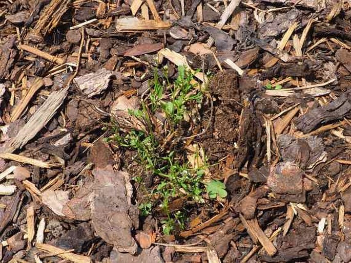 Cardamine occulta