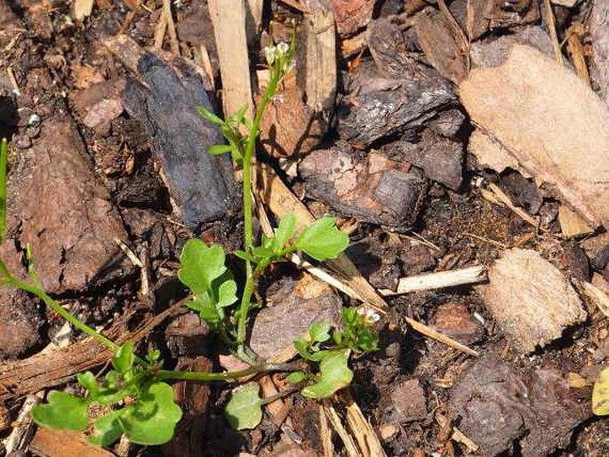 Cardamine occulta