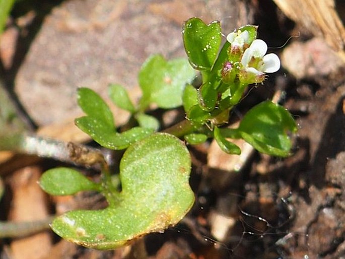 Cardamine occulta