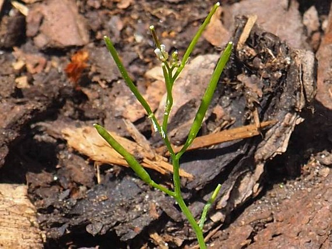 Cardamine occulta