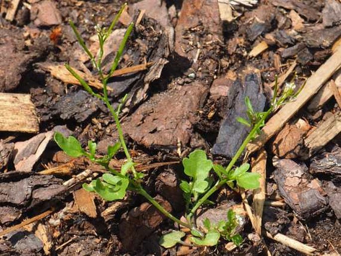 Cardamine occulta