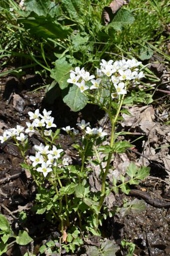 Cardamine amara subsp. austriaca