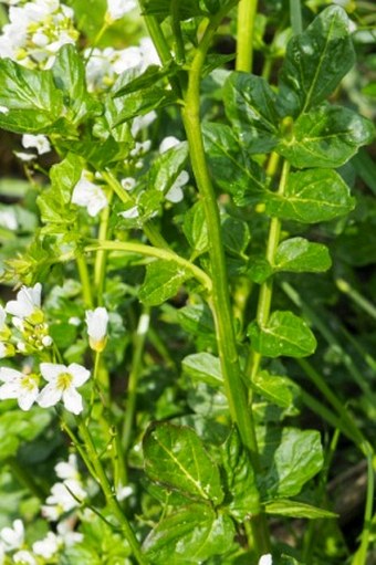 Cardamine amara subsp. austriaca