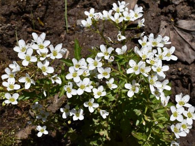 CARDAMINE AMARA subsp. AUSTRIACA Marhold – řeřišnice hořká rakouská / žerušnica