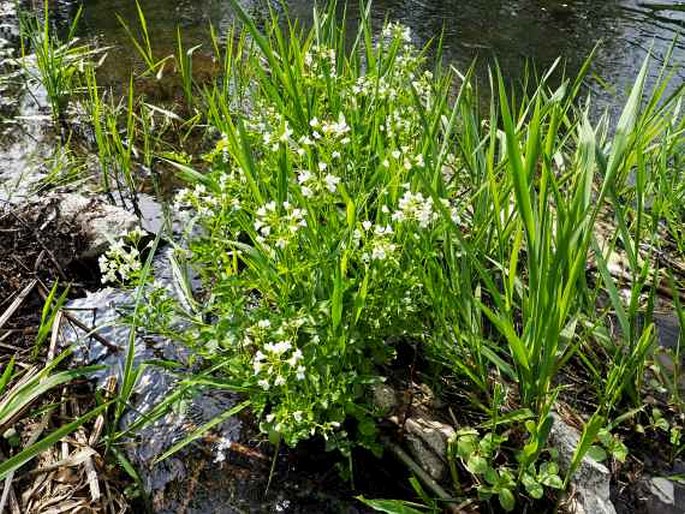 Cardamine amara subsp. austriaca